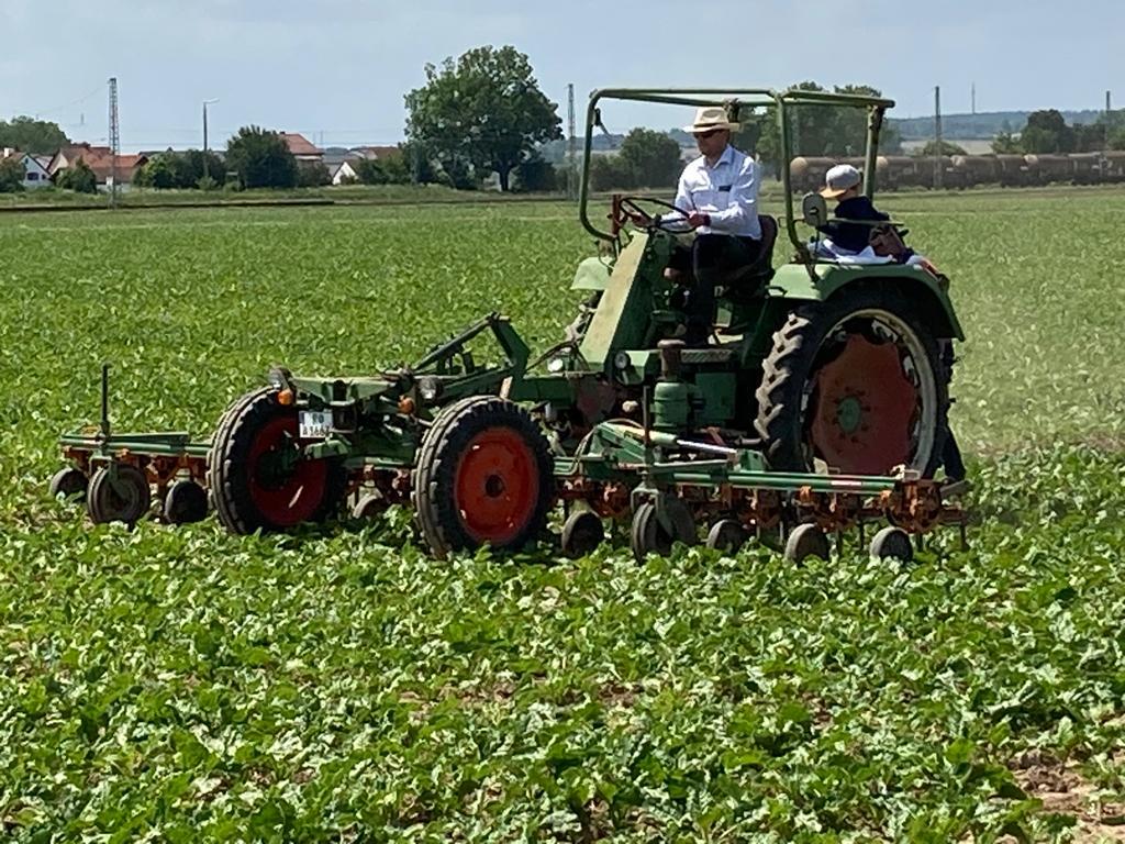 Rübenhacken mit dem alten Fendt Geräteträger