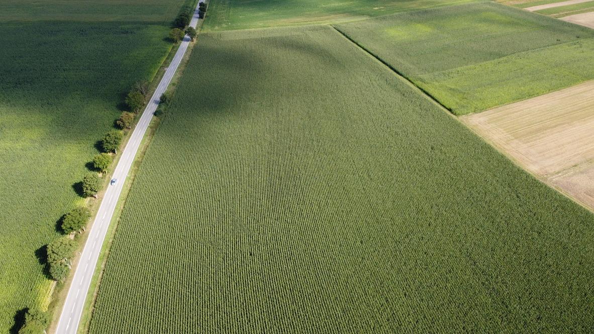 Maisfeld aus der Luft