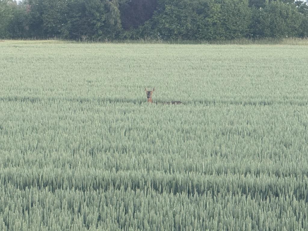Besuch im Weizenfeld